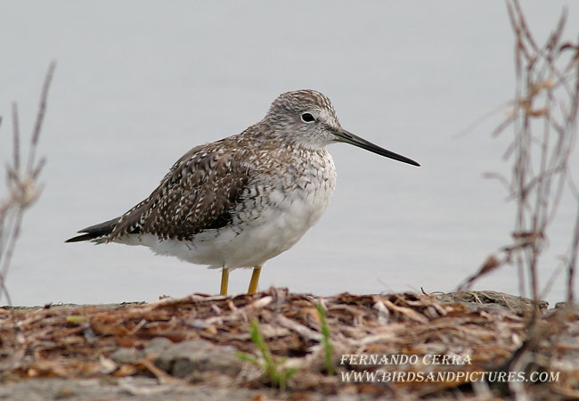 Photo (12): Greater Yellowlegs