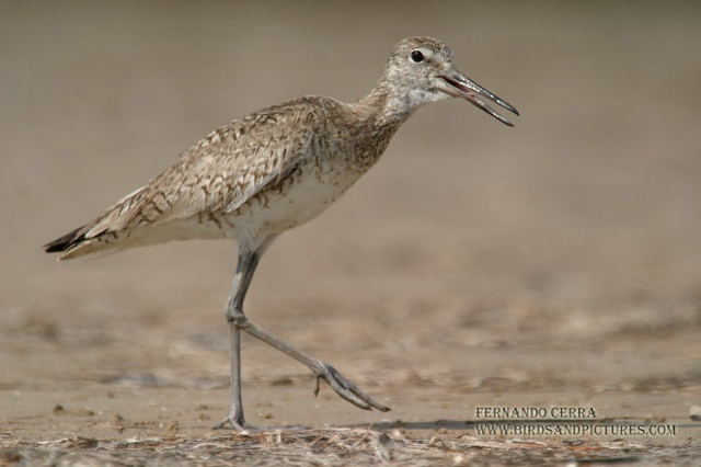 Photo (12): Willet