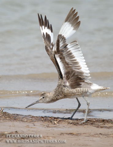 Photo (6): Willet