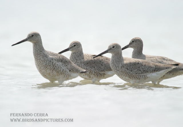 Photo (13): Willet