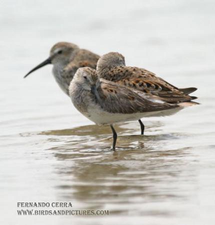 Photo (17): Dunlin