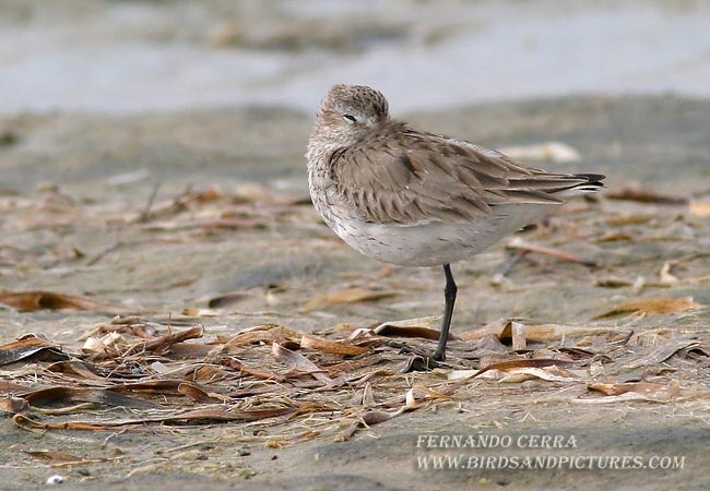 Photo (12): Dunlin