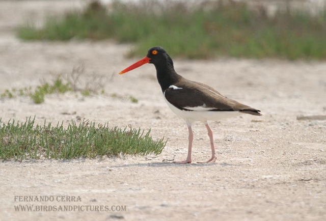 Photo (5): American Oystercatcher