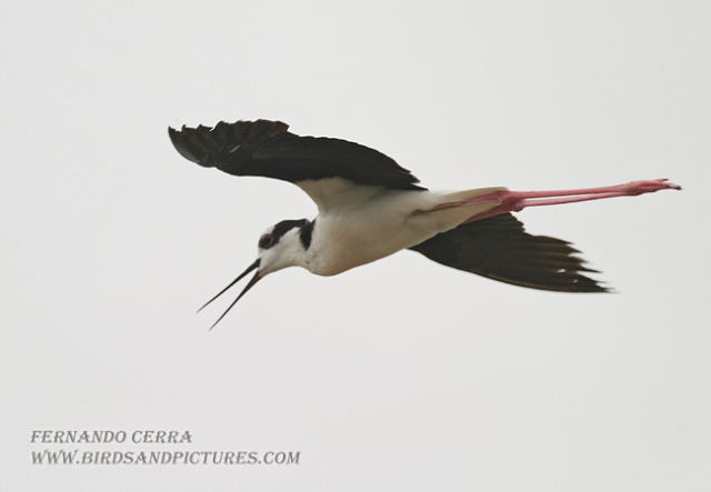Photo (13): Black-necked Stilt