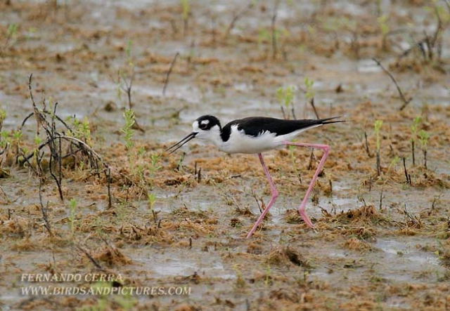 Photo (11): Black-necked Stilt