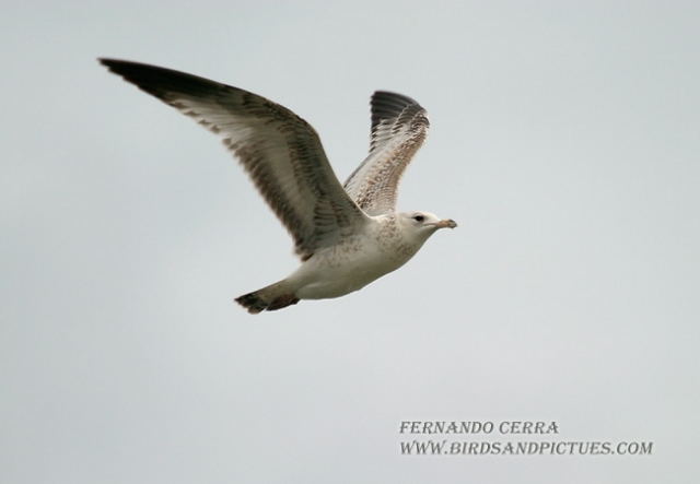 Photo (21): Ring-billed Gull