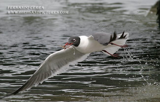 Photo (2): Laughing Gull