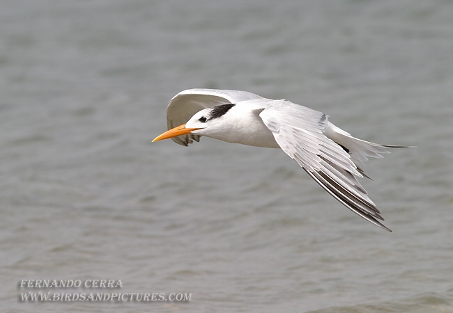 Photo (9): Royal Tern