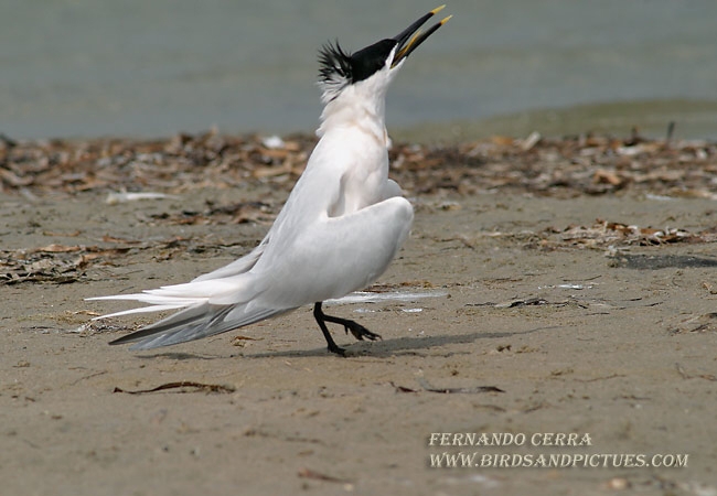 Photo (2): Sandwich Tern