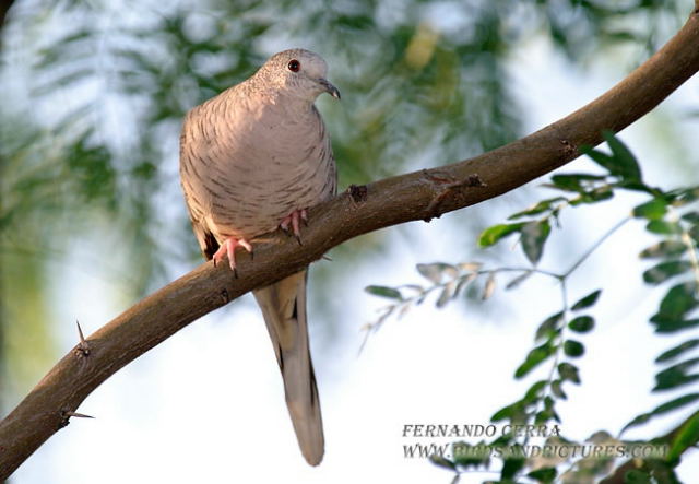 Photo (12): Inca Dove