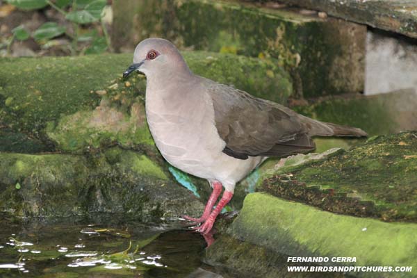 Photo (1): White-tipped Dove