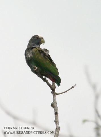 Photo (1): White-crowned Parrot