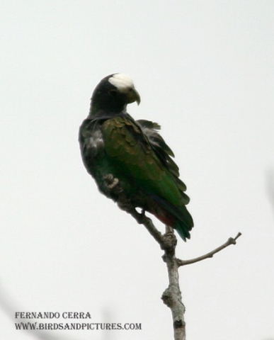Photo (2): White-crowned Parrot