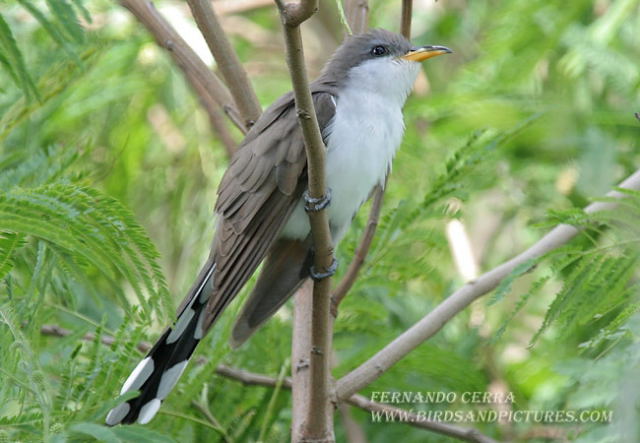 Photo (1): Yellow-billed Cuckoo
