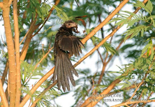 Photo (23): Groove-billed Ani