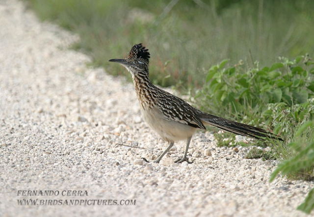 Photo (4): Greater Roadrunner