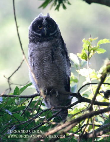 Photo (2): Stygian Owl