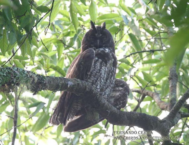 Photo (1): Stygian Owl