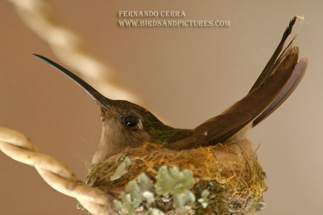 Photo (1): Wedge-tailed Sabrewing