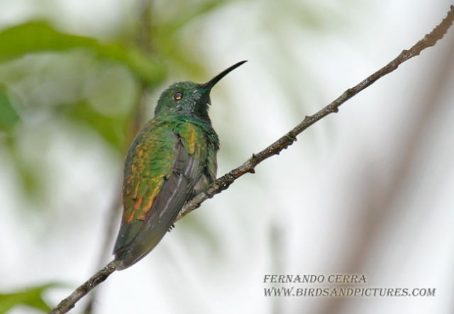 Photo (8): Green-breasted Mango