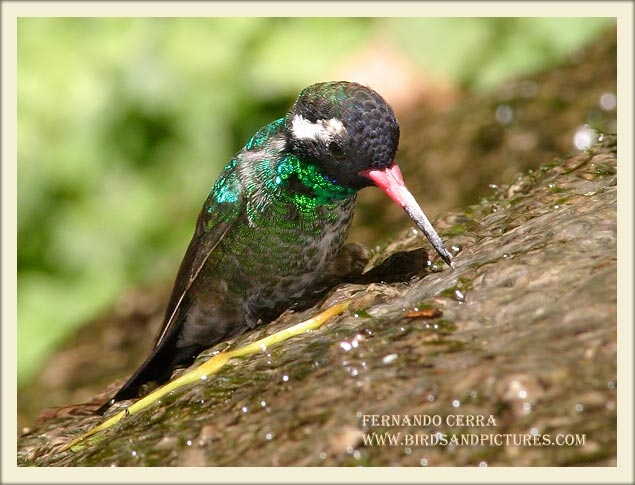 Photo (3): White-eared Hummingbird