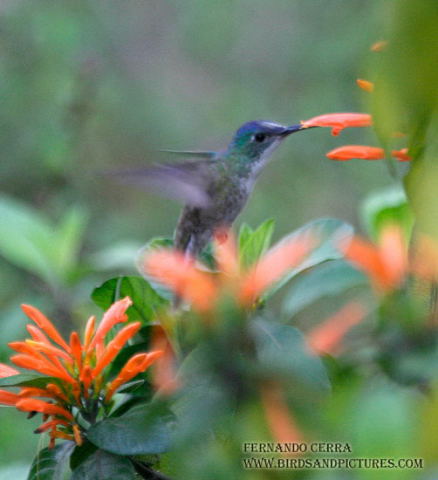 Photo (1): Azure-crowned Hummingbird