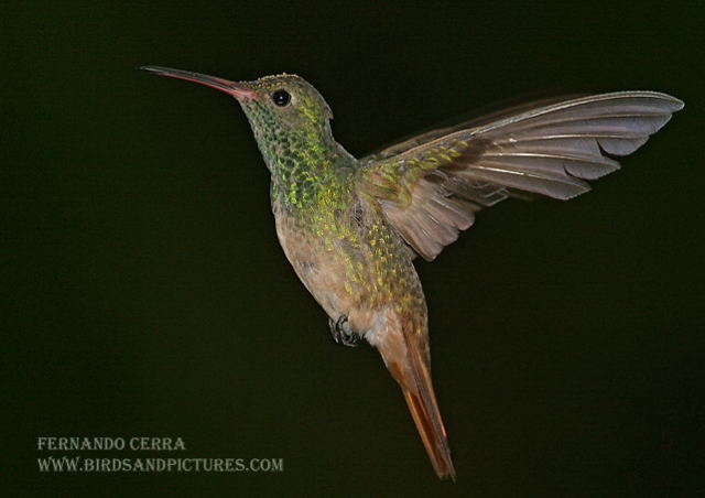 Photo (7): Buff-bellied Hummingbird