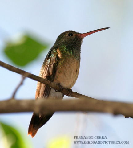 Photo (8): Buff-bellied Hummingbird
