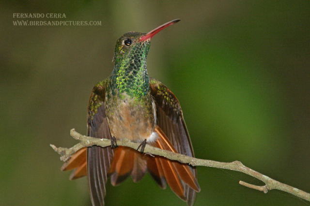 Photo (3): Buff-bellied Hummingbird