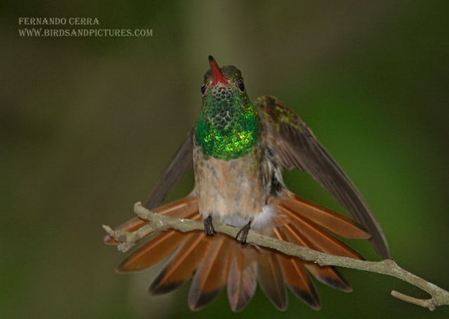 Photo (4): Buff-bellied Hummingbird