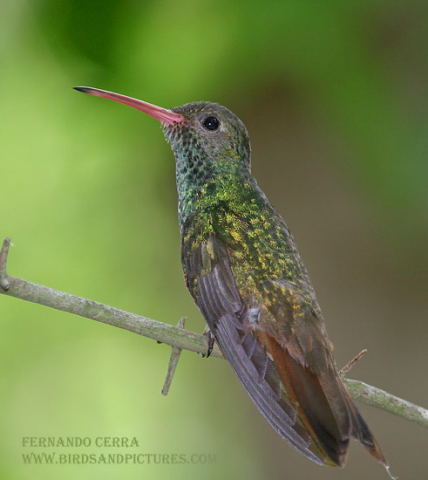 Photo (1): Buff-bellied Hummingbird