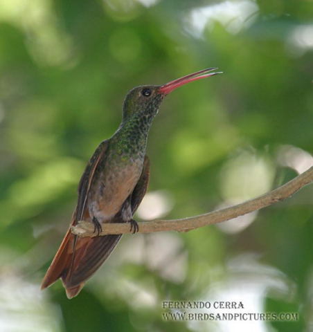 Photo (5): Buff-bellied Hummingbird