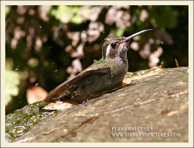 Photo (3): Blue-throated Hummingbird