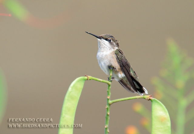 Photo (10): Ruby-throated Hummingbird