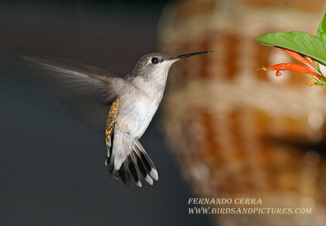 Photo (4): Black-chinned Hummingbird