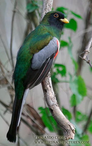 Photo (1): Elegant Trogon
