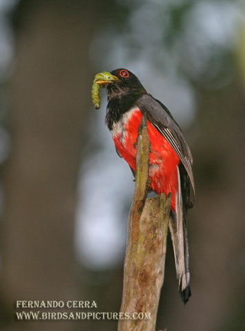 Photo (19): Elegant Trogon