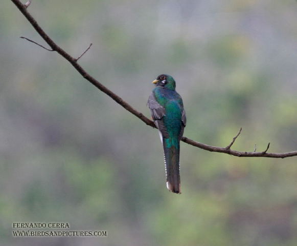 Photo (8): Elegant Trogon