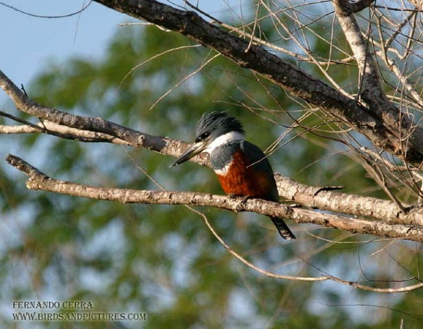 Photo (6): Ringed Kingfisher