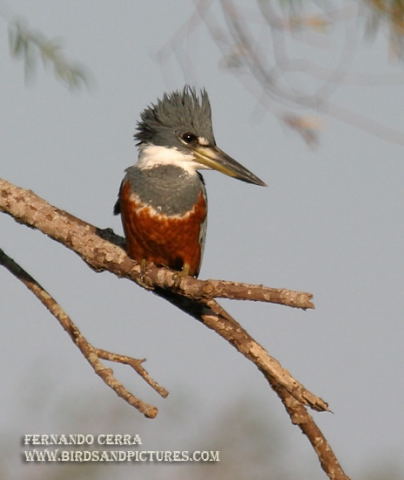 Photo (5): Ringed Kingfisher