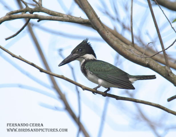 Photo (9): Amazon Kingfisher