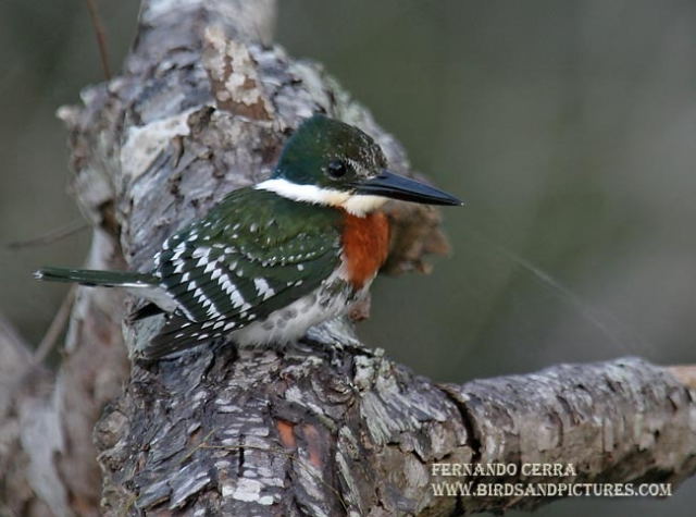 Photo (3): Green Kingfisher