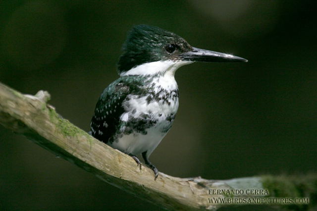 Photo (6): Green Kingfisher