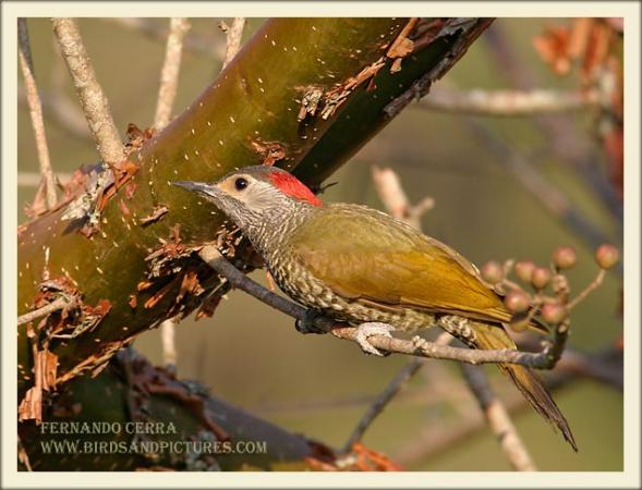 Photo (4): Golden-olive Woodpecker