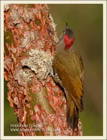 Photo (6): Golden-olive Woodpecker