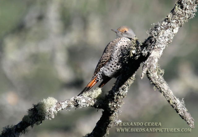 Photo (8): Northern Flicker