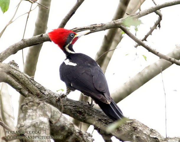 Photo (7): Lineated Woodpecker