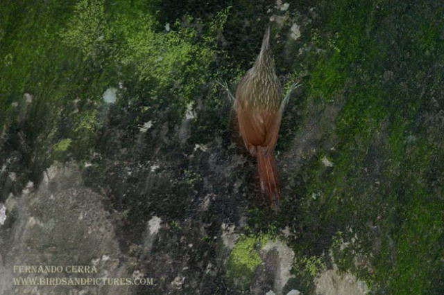Photo (8): Ivory-billed Woodcreeper