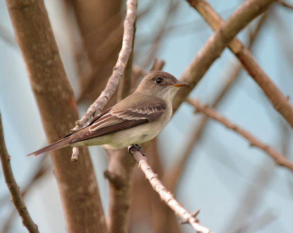 Photo (8): Eastern Wood-Pewee