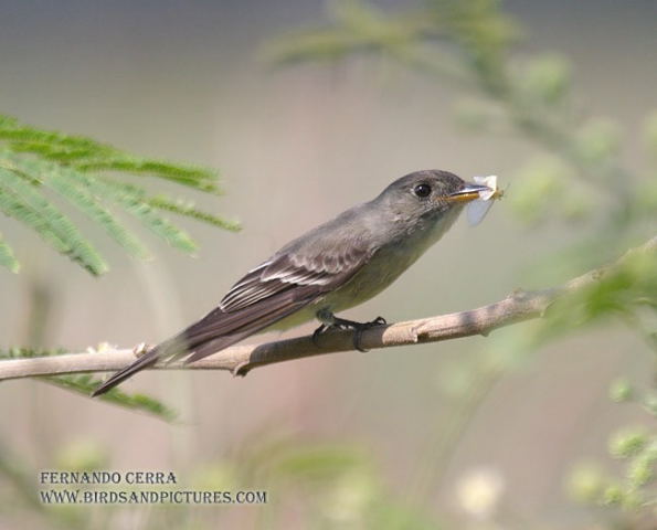Photo (11): Eastern Wood-Pewee